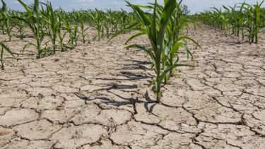 La sequía tendría un impacto de apenas 0,05% en la inflación