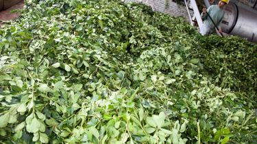 El Ministerio de Agroindustria fijó un nuevo precio para la yerba mate