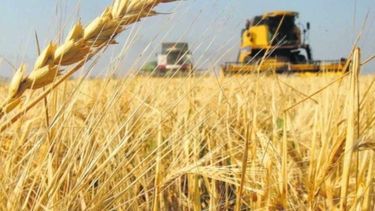Recortan la estimación de trigo en un millón de toneladas