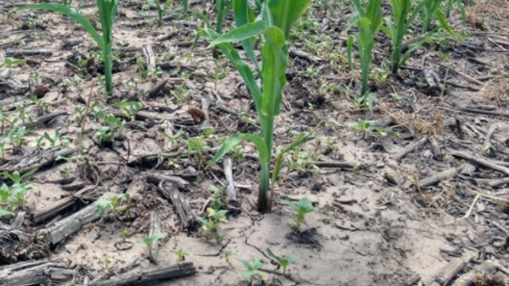 La sequía ya afecta al 80% de la región núcleo