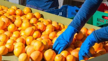 Suspenden la exportación de cítricos a la UE por el resto de la temporada