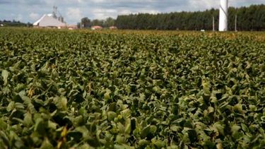 Sostienen que la Zona Núcleo Norte contiene casi el 15% de la soja nacional