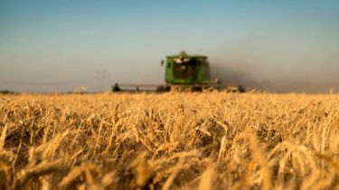 USDA redujo sus expectativas sobre las producciones de soja y trigo