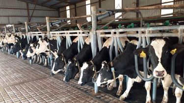 La actividad lechera creció cerca de 2% en el primer cuatrimestre