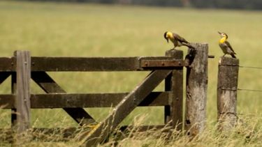 Confirman repunte del mercado inmobiliario rural