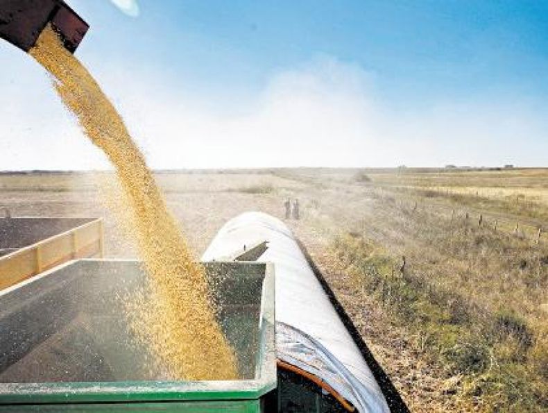 La cosecha de soja 2012/13 se da con un buen rendimiento