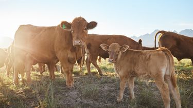 El sistema que puede implementarse en todo tipo de establecimientos. El sistema que puede implementarse en todo tipo de establecimientos.