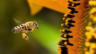 Afirman que la polinización sube los rindes en más del 70% de los cultivos