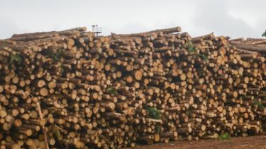 Lanzan un nuevo visualizador de extracciones forestales