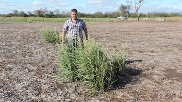 Una amenaza que los productores deben enfrentar.