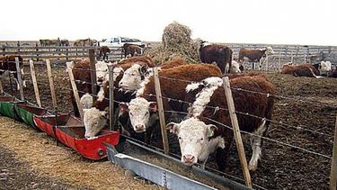 Progresa el engorde bovino a corral