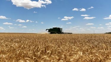 USDA recortó la previsión de cosecha de trigo en Argentina