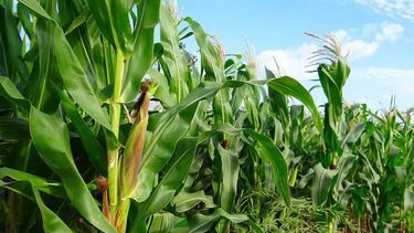 El estado del maíz es de bueno a regular en áreas de bolsa bahiense