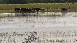 Declararon la emergencia agropecuaria en tres provincias