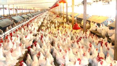 La producción de carne aviar creció 6,3% en siete meses del año