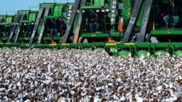 Habilitan el comercio interno de algodón con tolerancia a glifosato