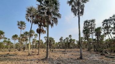 Emergencia agropecuaria en Formosa para explotaciones de cucurbitáceas y bananas