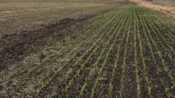 Área sembrada de trigo se redujo unas 50 mil hectáreas