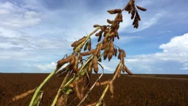 La cosecha brasileña de granos superará las 25 mil millones de toneladas