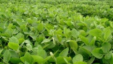 La soja muestra "excelentes" rendimientos en la zona núcleo