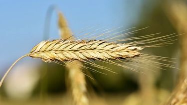 Finalizó la siembra de trigo y cebada a nivel nacional