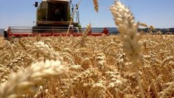 La BCR aumentó la estimación sobre la cosecha de trigo