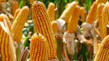 Maizar estrenó nuevo Consejo Directivo