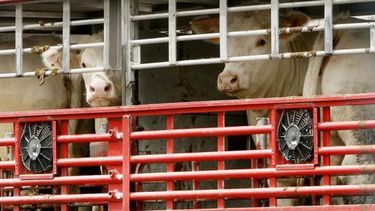 Crean nuevo certificado para el traslado de animales vivos