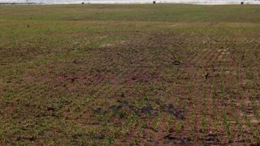 Descubrimiento en las tierras cultivables de la región pampeana