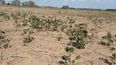 Las resoluciones orientadas a mitigar los efectos negativos sobre los campos.