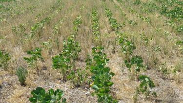 La seca continúa afectando la perspectiva de soja y maíz