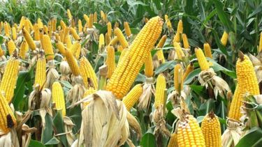 Unas 1,56 millones de hectáreas serán destinadas al maíz en la zona pampeana