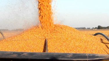 Culminó la cosecha de maíz en todo el país