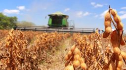 Proyectan que la producción de soja caerá un 13 por ciento