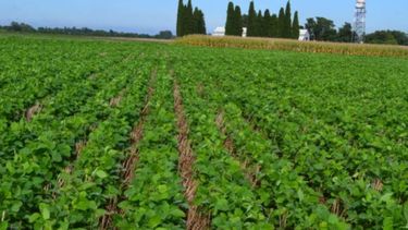 Brasil duplicará nuevamente la cosecha de soja argentina