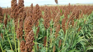 La cosecha de sorgo ya llegó a 673 mil hectáreas de sorgo