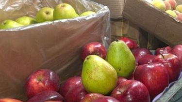 Peras y manzanas se comercializarán en forma directa en CABA