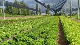 El Gobierno creó el Programa Nacional de Horticultura