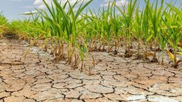 Acceso a beneficios fiscales de productores afectados por la sequía