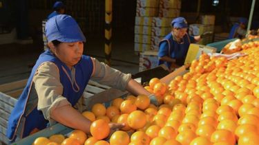 Vietnam buscará importar cítricos de Jujuy