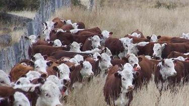 Datos oficiales confirman el repunte del stock ganadero por tercer año consecutivo