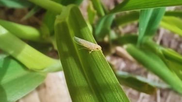 El desarrollo del INTA posibilitará la mejora genética del maíz.