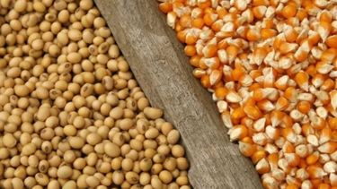 USDA mantuvo las estimaciones para el maíz y la soja argentina