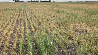 Estiman que caerá la producción de trigo por las heladas y la sequía