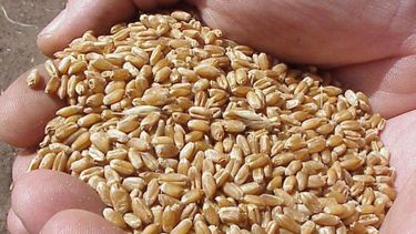 Se prevé que la cosecha trigo 2012/13 caiga más de 16 por ciento