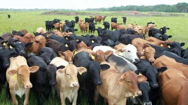 Se recortó la disponibilidad de todas las categorías de hacienda con excepción de las vaquillonas y los toros, indicó el Consorcio ABC.