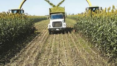 La campaña agrícola 2015-2016 tendrá números menores a los esperados