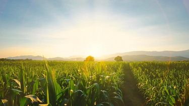 La manera adecuada de combatir la plaga.