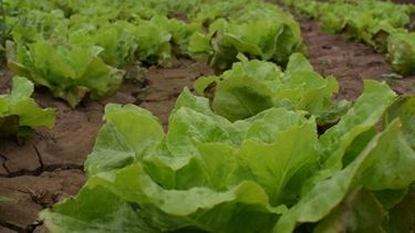 Agricultura periurbana: ¿Por qué es importante planificar?