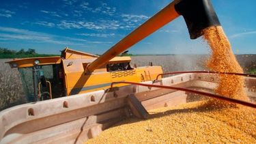 Distintos factores hicieron que la producción de maíz quede por arriba de la soja